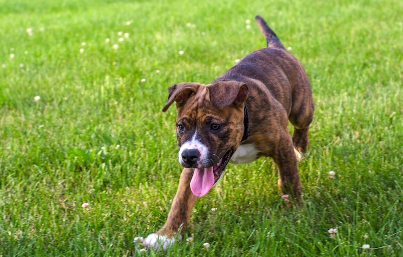 The Ultimate Guide to Staffordshire Bull Terrier Training