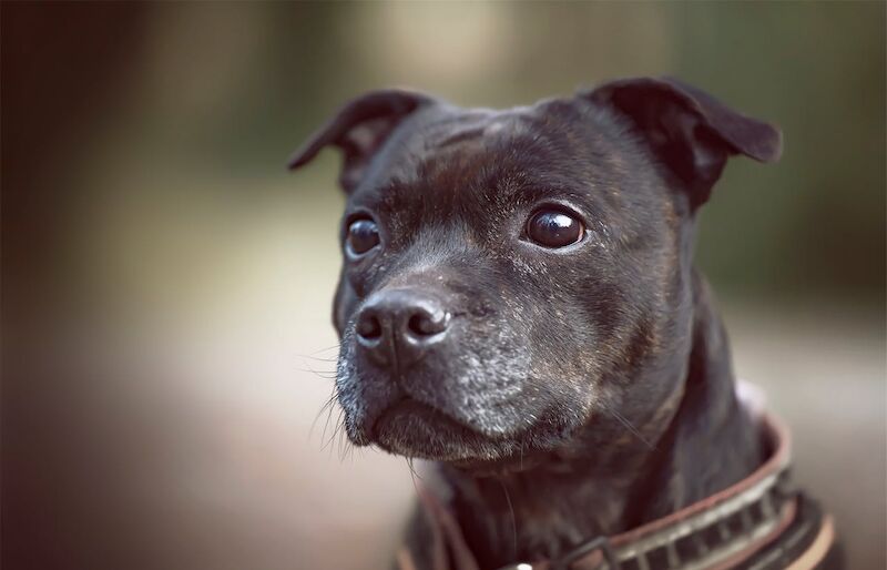 Common Health Problems in Staffordshire Bull Terriers