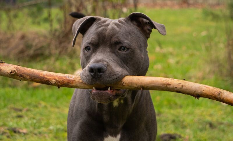 Best Diet and Nutrition for Staffordshire Bull Terriers