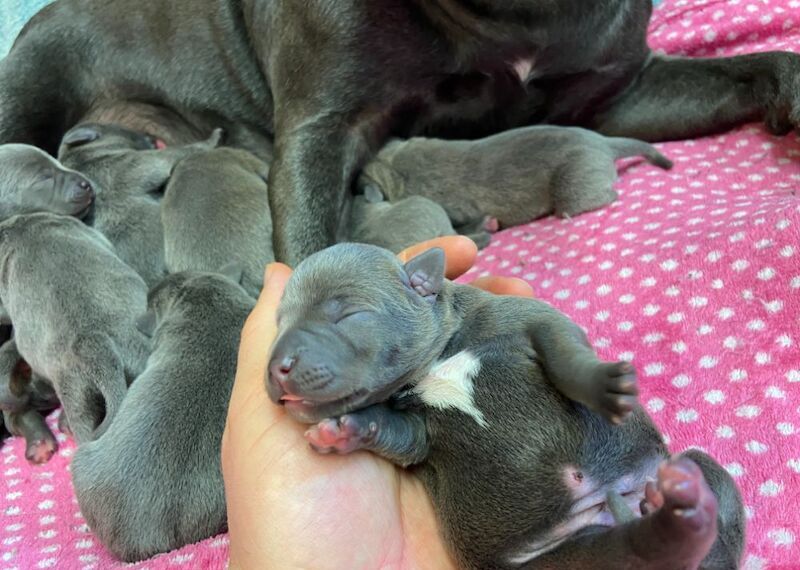 Finding The Best Staffy Breeder