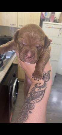 1 beautiful staffy cross pup for sale in Leeds, West Yorkshire