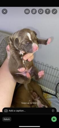 1 beautiful staffy cross pup for sale in Leeds, West Yorkshire - Image 2