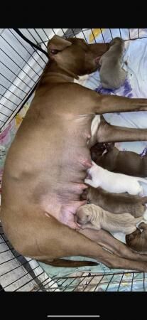 1 beautiful staffy cross pup for sale in Leeds, West Yorkshire - Image 4