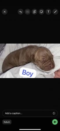 1 beautiful staffy cross pup for sale in Leeds, West Yorkshire - Image 5