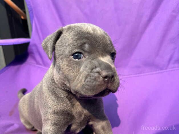 1 FEMALE LEFT Blue Staffordshire Bull Terrier Puppy for sale in Southampton, Hampshire - Image 1