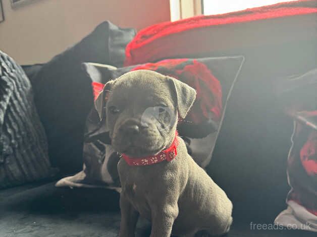 1 FEMALE LEFT Blue Staffordshire Bull Terrier Puppy for sale in Southampton, Hampshire - Image 2