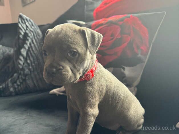 1 FEMALE LEFT Blue Staffordshire Bull Terrier Puppy for sale in Southampton, Hampshire - Image 3