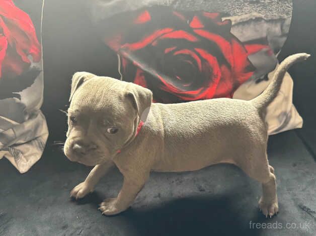 1 FEMALE LEFT Blue Staffordshire Bull Terrier Puppy for sale in Southampton, Hampshire - Image 4