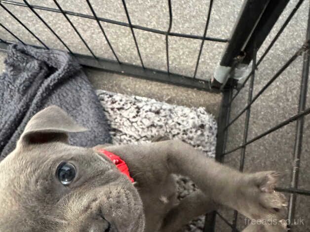 1 FEMALE LEFT Blue Staffordshire Bull Terrier Puppy for sale in Southampton, Hampshire - Image 5