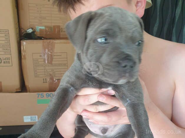 1 kc blue staffy boy left for sale in Coalville, Leicestershire