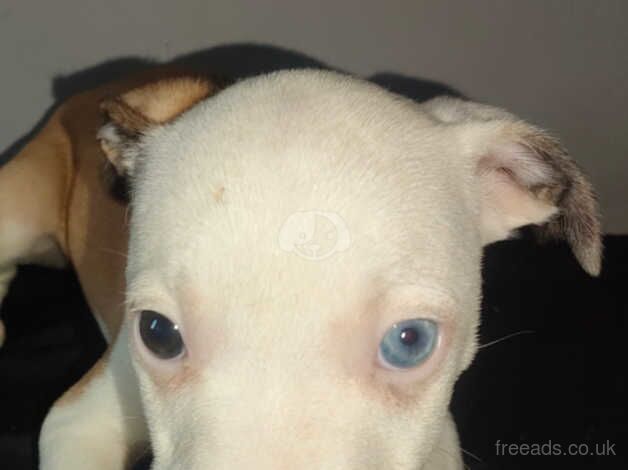 1 male staffy puppies for sale in Accrington, Lancashire