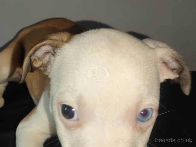 1 male staffy puppies for sale in Accrington, Lancashire - Image 2