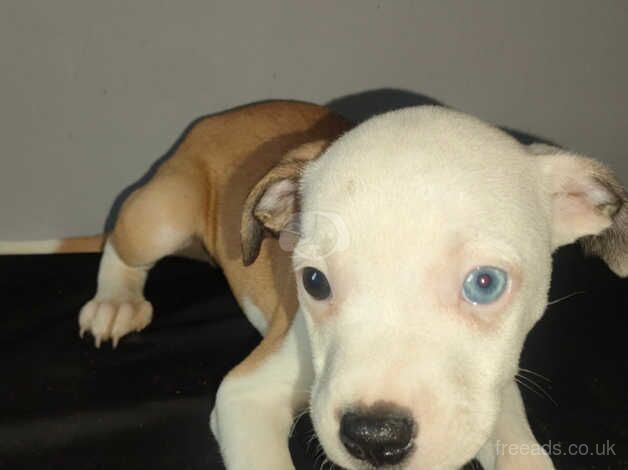 1 male staffy puppies for sale in Accrington, Lancashire - Image 3