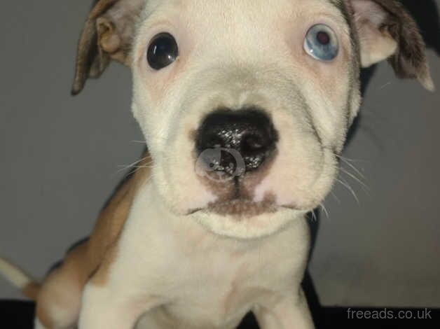 1 male staffy puppies for sale in Accrington, Lancashire - Image 4