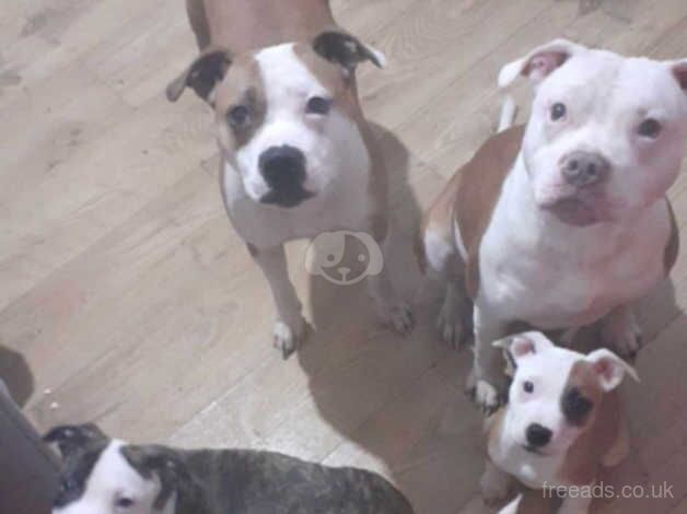 1 male staffy puppies for sale in Accrington, Lancashire - Image 5