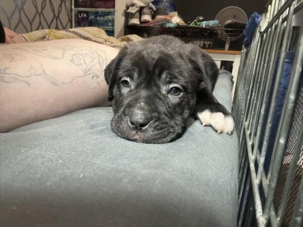 1 Stunning Male Mastiff Puppy for sale in Liskeard, Cornwall