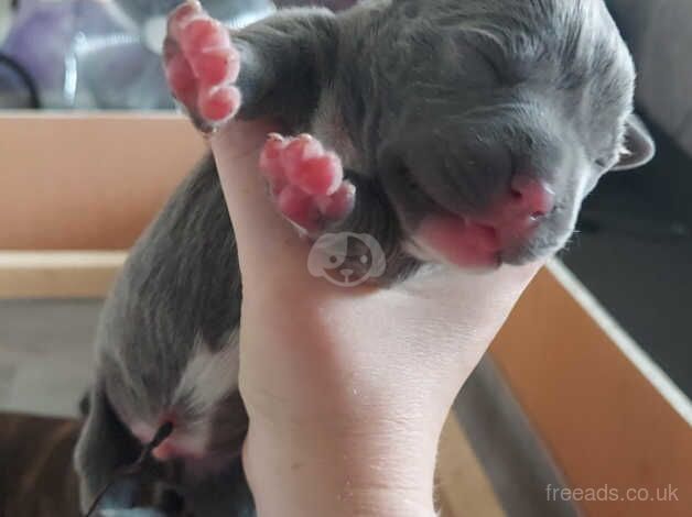 1 week old staffy puppies for sale in Huddersfield, West Yorkshire