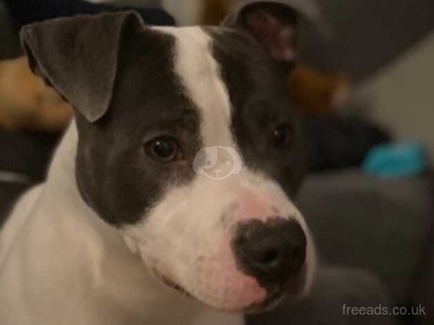 1 year and 8 months old male staffi for sale in Newcastle upon Tyne, Tyne and Wear