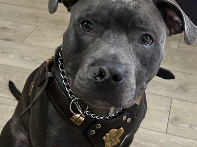 1 year old blue Staffordshire bull terrier for sale looking for a forever home for sale in Glasgow, Glasgow City - Image 1