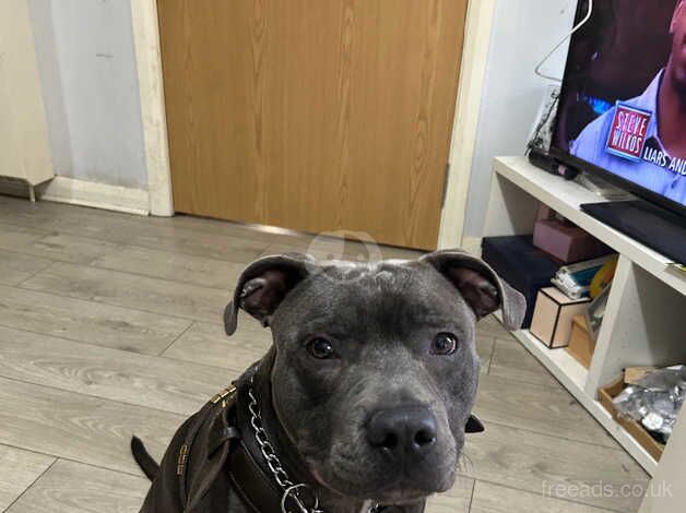 1 year old blue Staffordshire bull terrier for sale looking for a forever home for sale in Glasgow, Glasgow City - Image 2