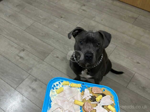 1 year old blue Staffordshire bull terrier for sale looking for a forever home for sale in Glasgow, Glasgow City - Image 5