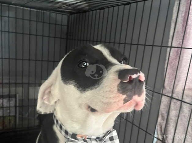 1 Year old male Staffordshire X Sproker for sale in Mansfield, Nottinghamshire - Image 5