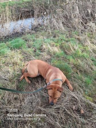 1 year old staff cross male for sale in St Helens, Merseyside - Image 1