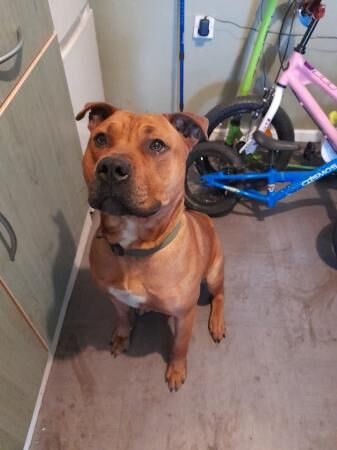 1 year old staff cross male for sale in St Helens, Merseyside - Image 4