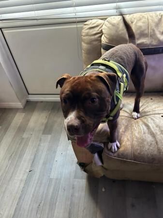 1 year old Staffordshire bull terrier for sale in Wigan, Greater Manchester - Image 1