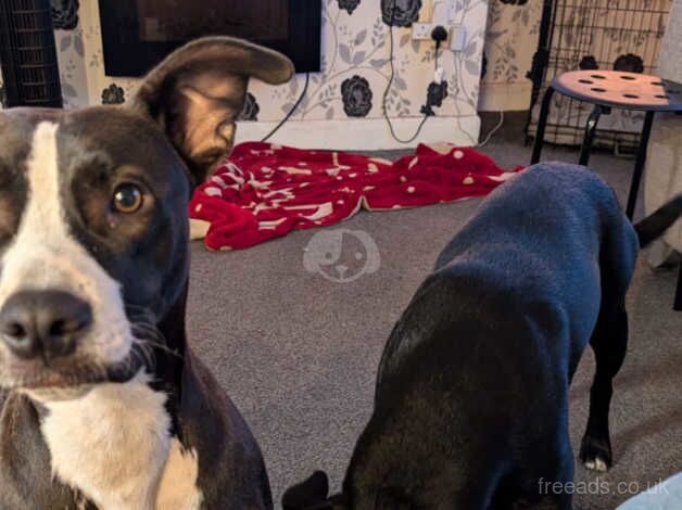 1 year old staffy X for sale in Gainsborough, Lincolnshire - Image 5