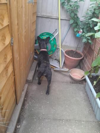 1 Yr old 7/8 French bulldog bitch for sale in Winsford, Cheshire