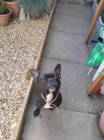 1 Yr old 7/8 French bulldog bitch for sale in Winsford, Cheshire - Image 2