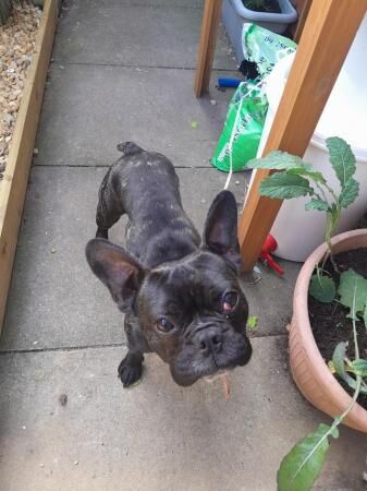 1 Yr old 7/8 French bulldog bitch for sale in Winsford, Cheshire - Image 4