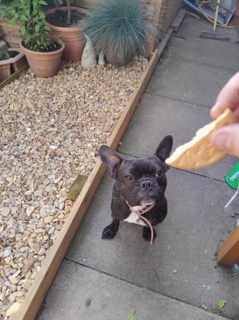 1 Yr old 7/8 French bulldog bitch for sale in Winsford, Cheshire - Image 5
