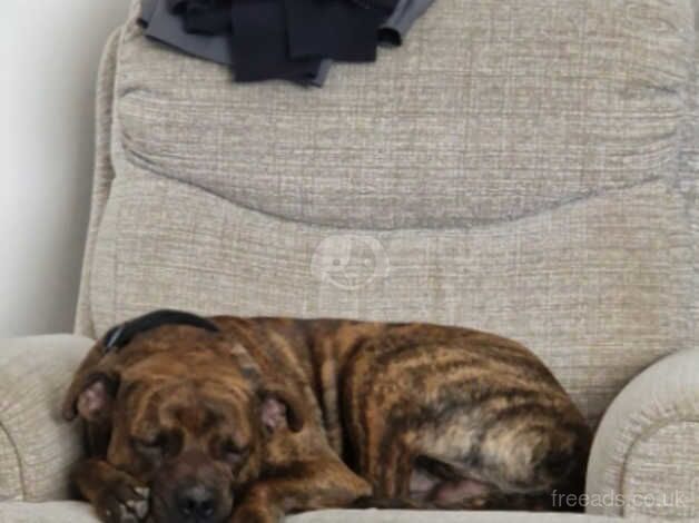 Staffordshire Bull Terriers for sale in Durham, County Durham