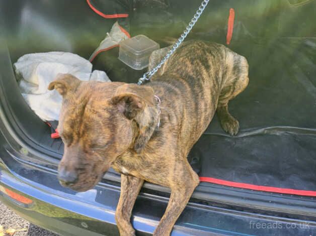 Staffie Puppies for sale in County Durham