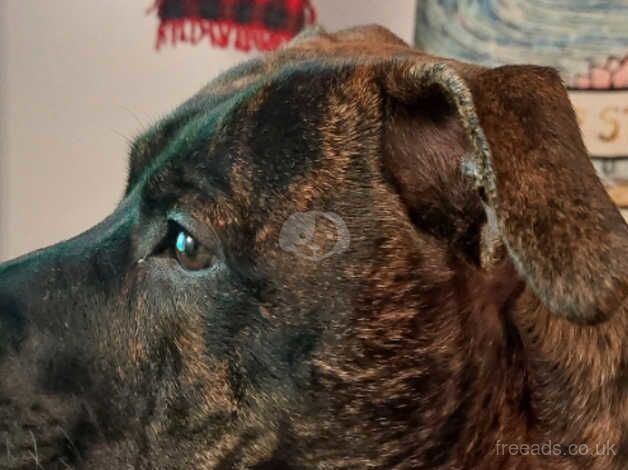 10 month brindle Staffordshire Bull Terrier for sale in Kilbirnie, North Ayrshire