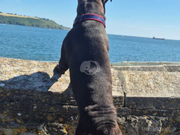 10 month old staffy for sale in Plymouth, Devon