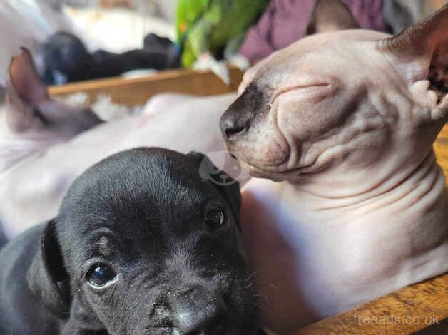 10 week staff pups black and brindle for sale in Kilwinning, North Ayrshire - Image 3