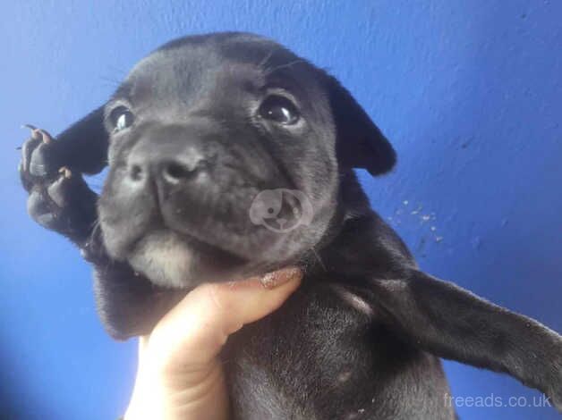 10 week staff pups black and brindle for sale in Kilwinning, North Ayrshire - Image 4