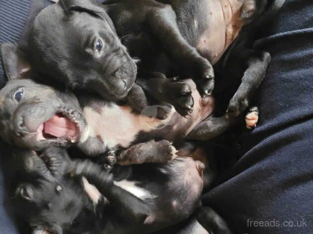 10 week staff pups black and brindle for sale in Kilwinning, North Ayrshire - Image 5