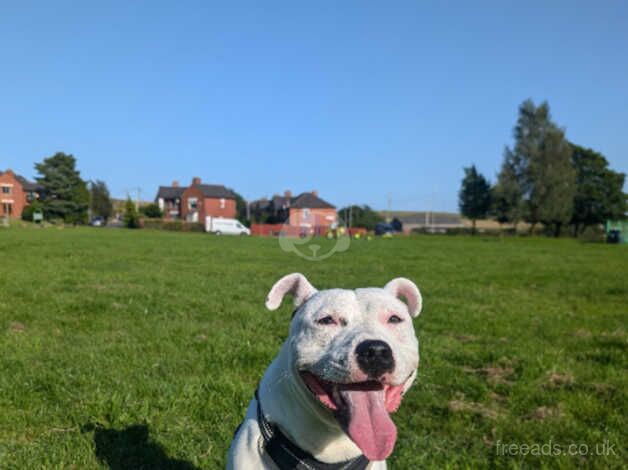 10.5 months old white staff for sale in Oldham, Greater Manchester