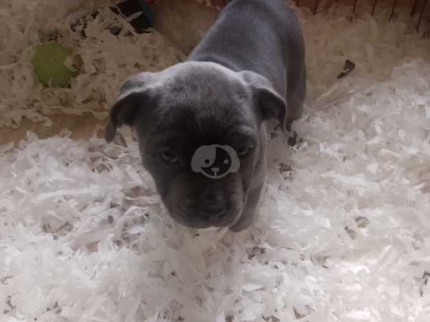 10wk Staffordshire bull terrier pups for sale in Sandy, Carmarthenshire