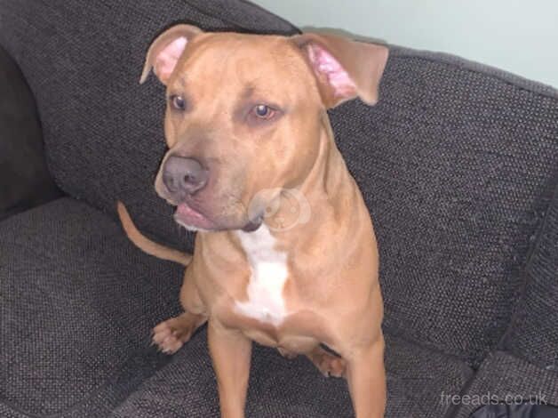 12 Months Staffordshire Bull Terrier for sale in Wolverhampton, West Midlands