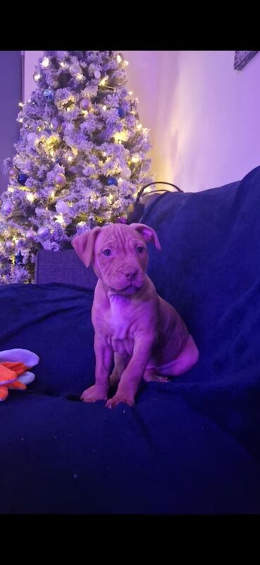 12-Week-Old Staffie Cross Puppy for Sale in Fishguard/Abergwaun, Pembrokeshire - Image 1