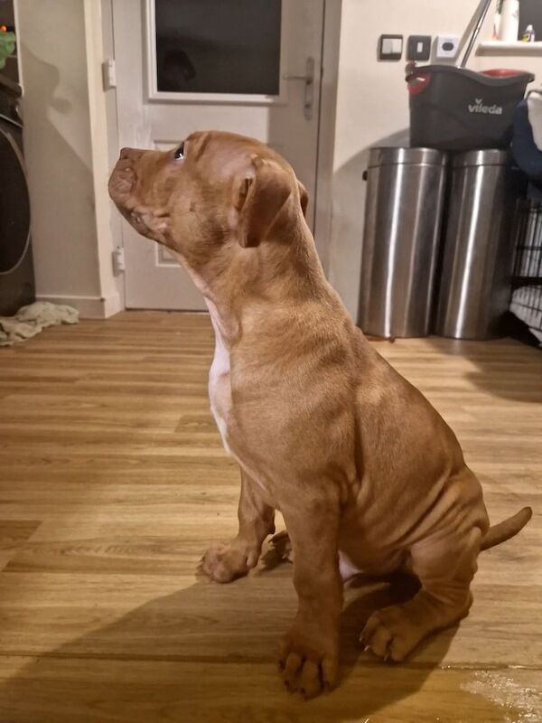 12-Week-Old Staffie Cross Puppy for Sale in Fishguard/Abergwaun, Pembrokeshire - Image 3