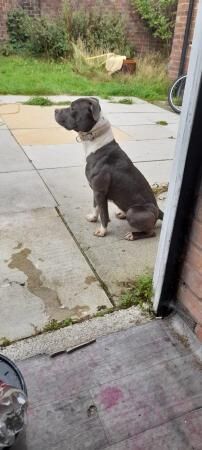 13 month old staffy cross looking for forever home for sale in Widnes, Cheshire - Image 2