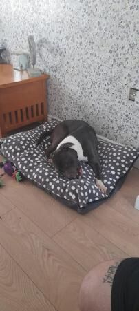 13 month old staffy cross looking for forever home for sale in Widnes, Cheshire - Image 3