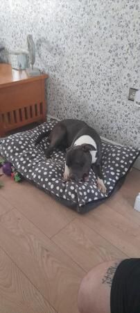 13 month old staffy cross looking for forever home for sale in Widnes, Cheshire - Image 4