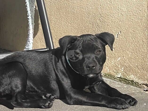 13 week old staffie for sale in Radstock, Somerset